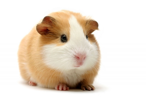 Correction - Alvin is a Guinea Pig, not a Hamster.  My bad.